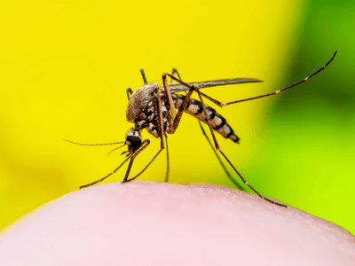 About Mosquito Fogging Gulf Breeze - mosquito fogging experts in Gulf Breeze